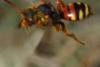 Nomada sp.